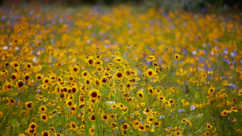 Wildflowers depth This landscape photograph captures a vibrant field of wildflowers during a late summer morning in Derbyshire, England, United Kingdom. The main subject is the remarkable depth of wildflowers, with a dense display of Coreopsis, also commonly known as Golden Tickseed or Tickseed, standing prominently among the plants. The flowers dominate the foreground and extend into the distance, creating a rich tapestry of yellow hues, accented by patches of other summer-blooming flowers. The lighting indicates the image was taken mid-morning, highlighting the natural beauty of this rural Derbyshire scene. There are no visible animals in this photograph, and there are no notable landmarks apparent in the composition; the focus is entirely on the wildflowers and their depth within the landscape.